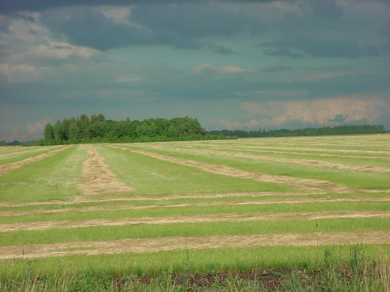 Swathed Bluegrass