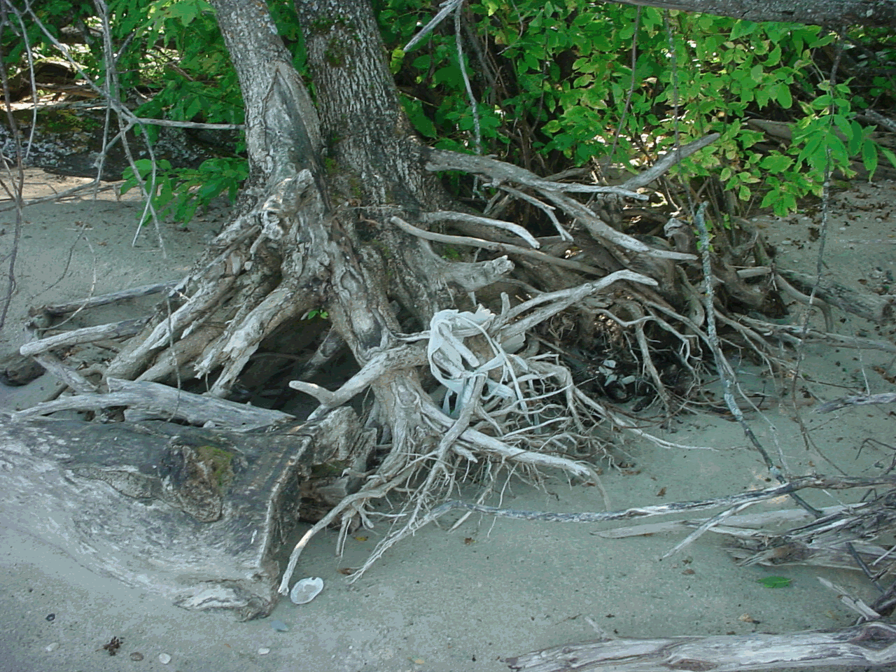 roots