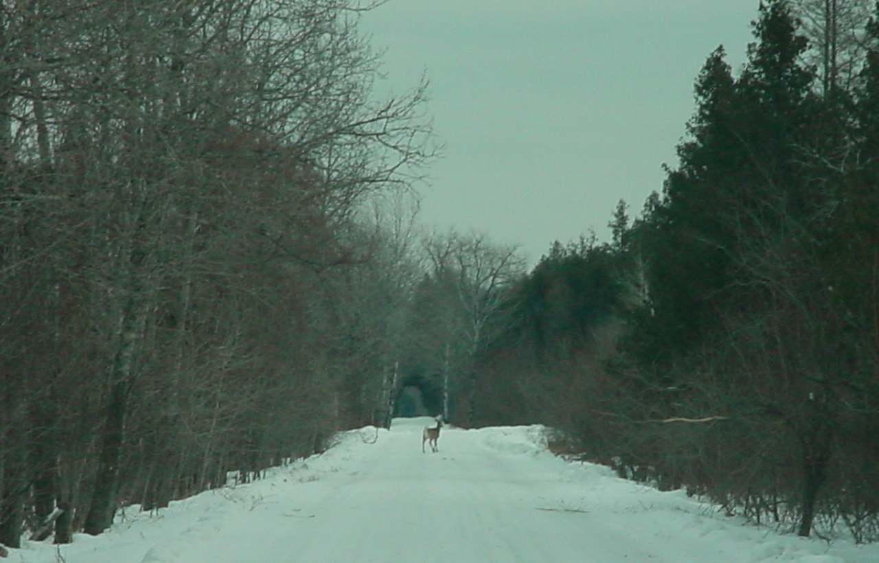 deer in road