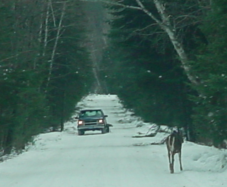 deer on road