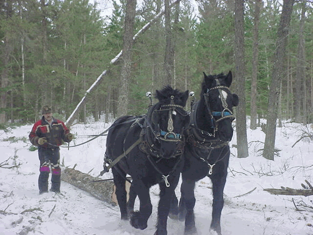 Clayton and percherons