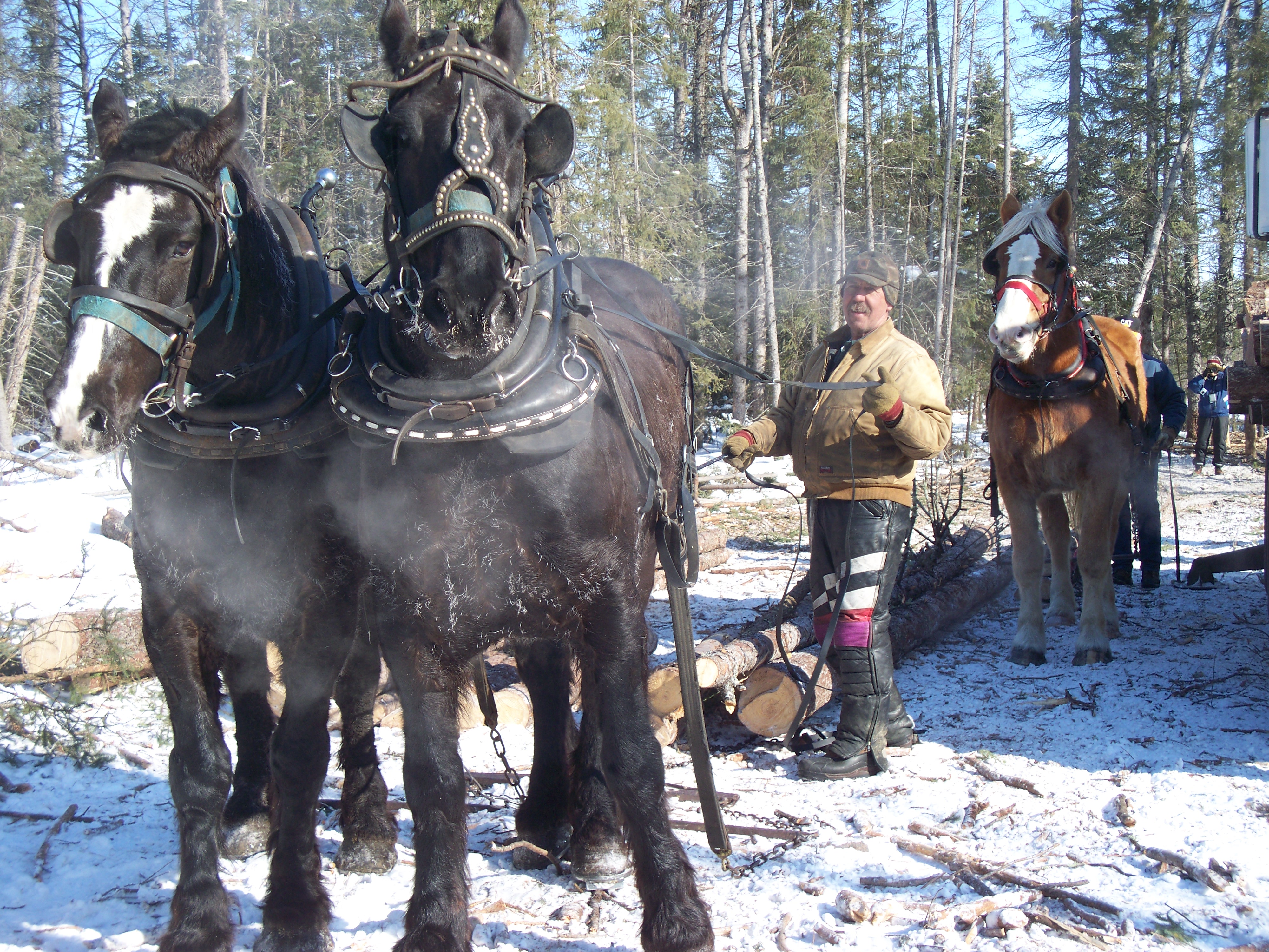 percheron team and belgian