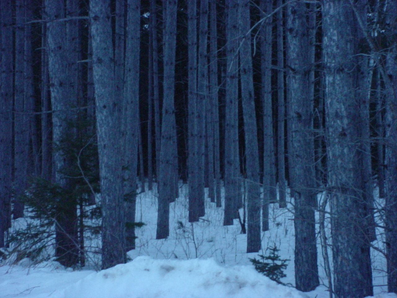 red pine plantation