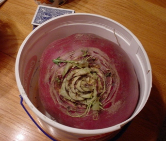 turnip in bucket